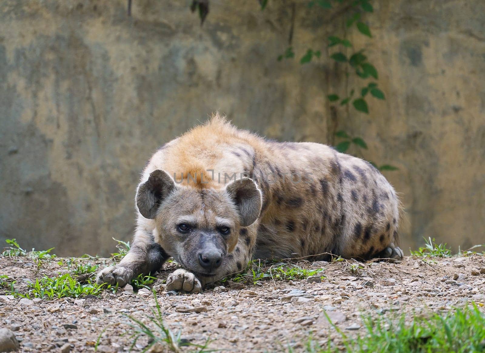Adult spotted hyena at zoo