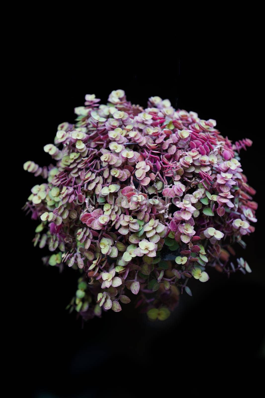 Callisia repens in black background