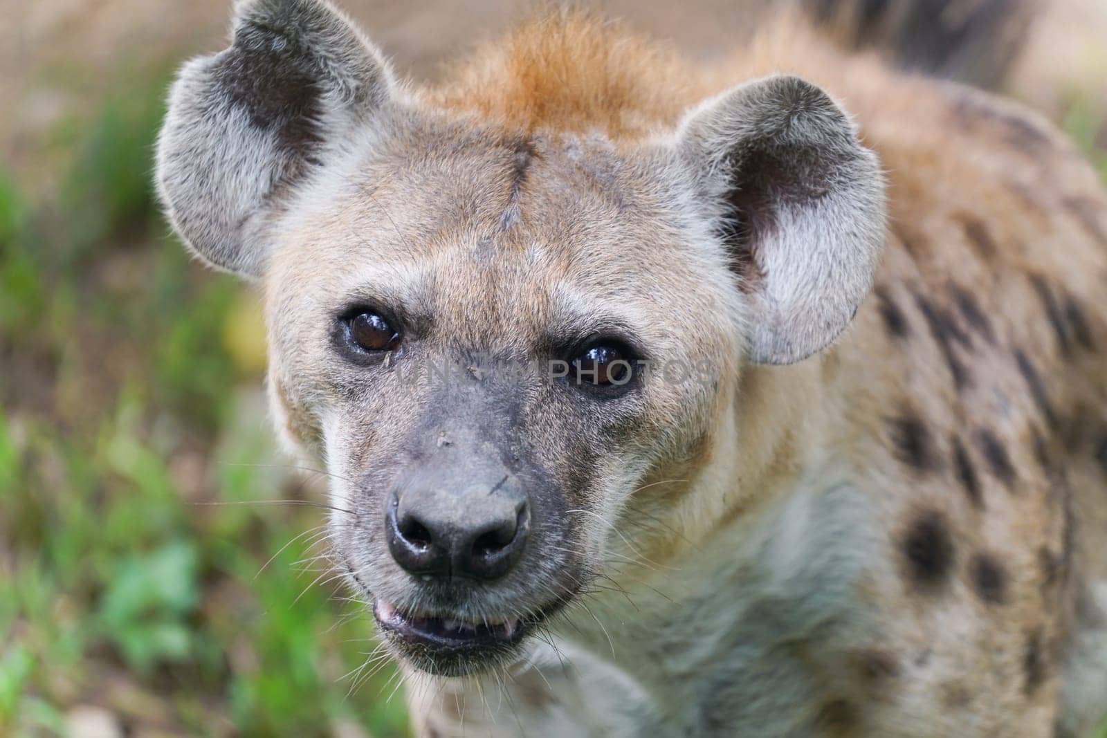 Adult spotted hyena at zoo