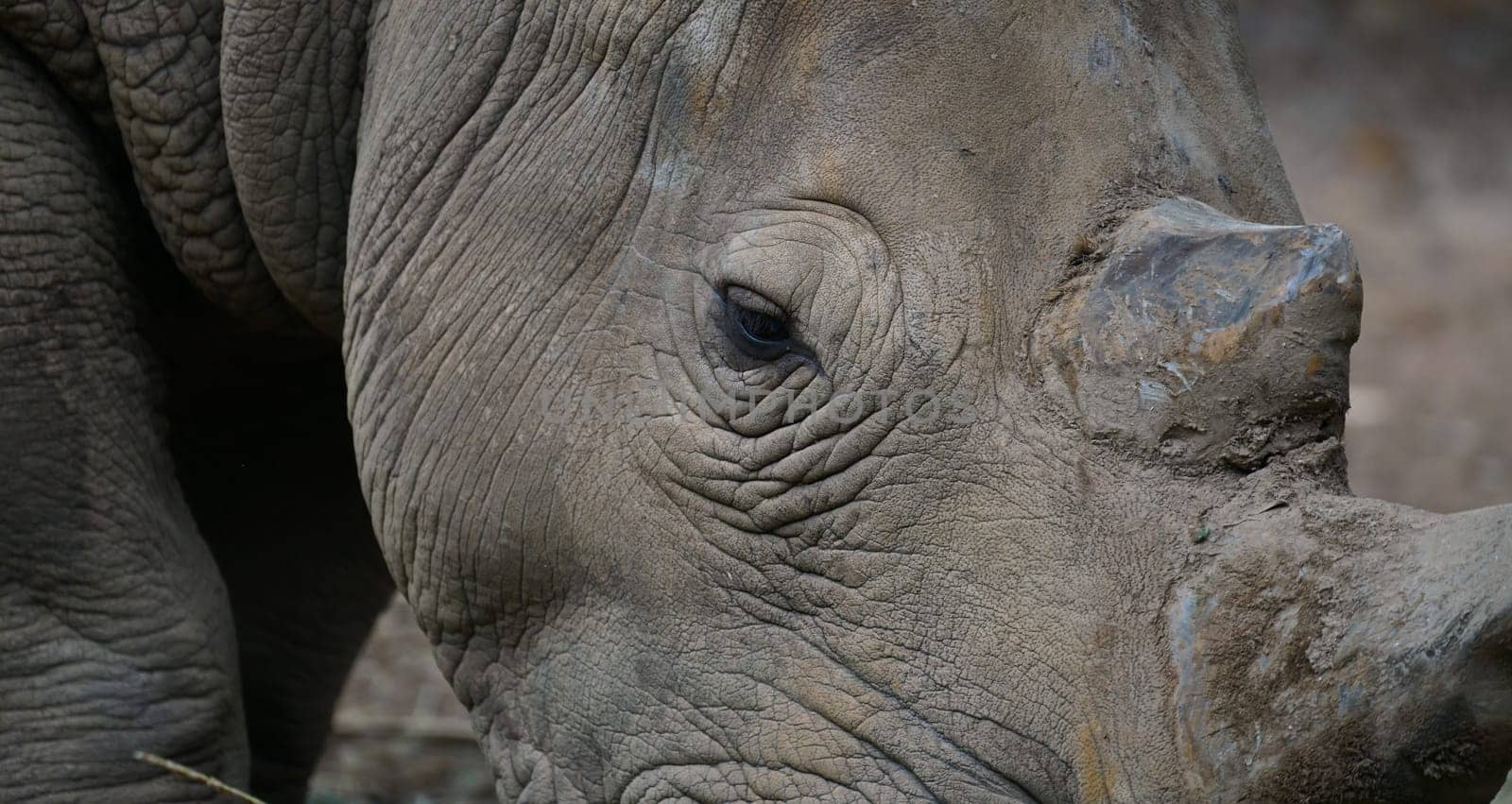close up eye of white rhinoceros