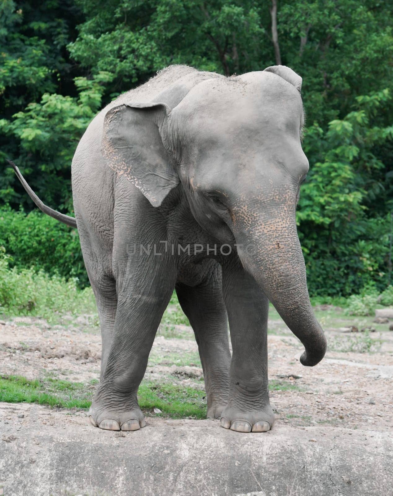 funny young asiatic elephant at zoo