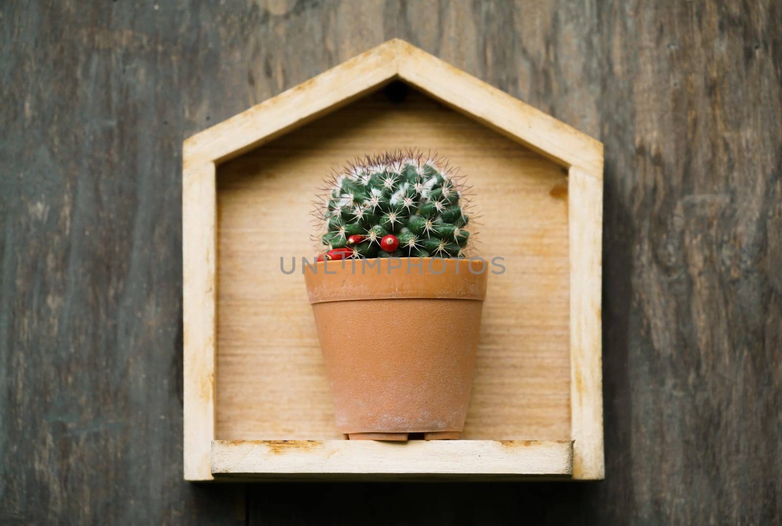 cactus in small pot on wood background