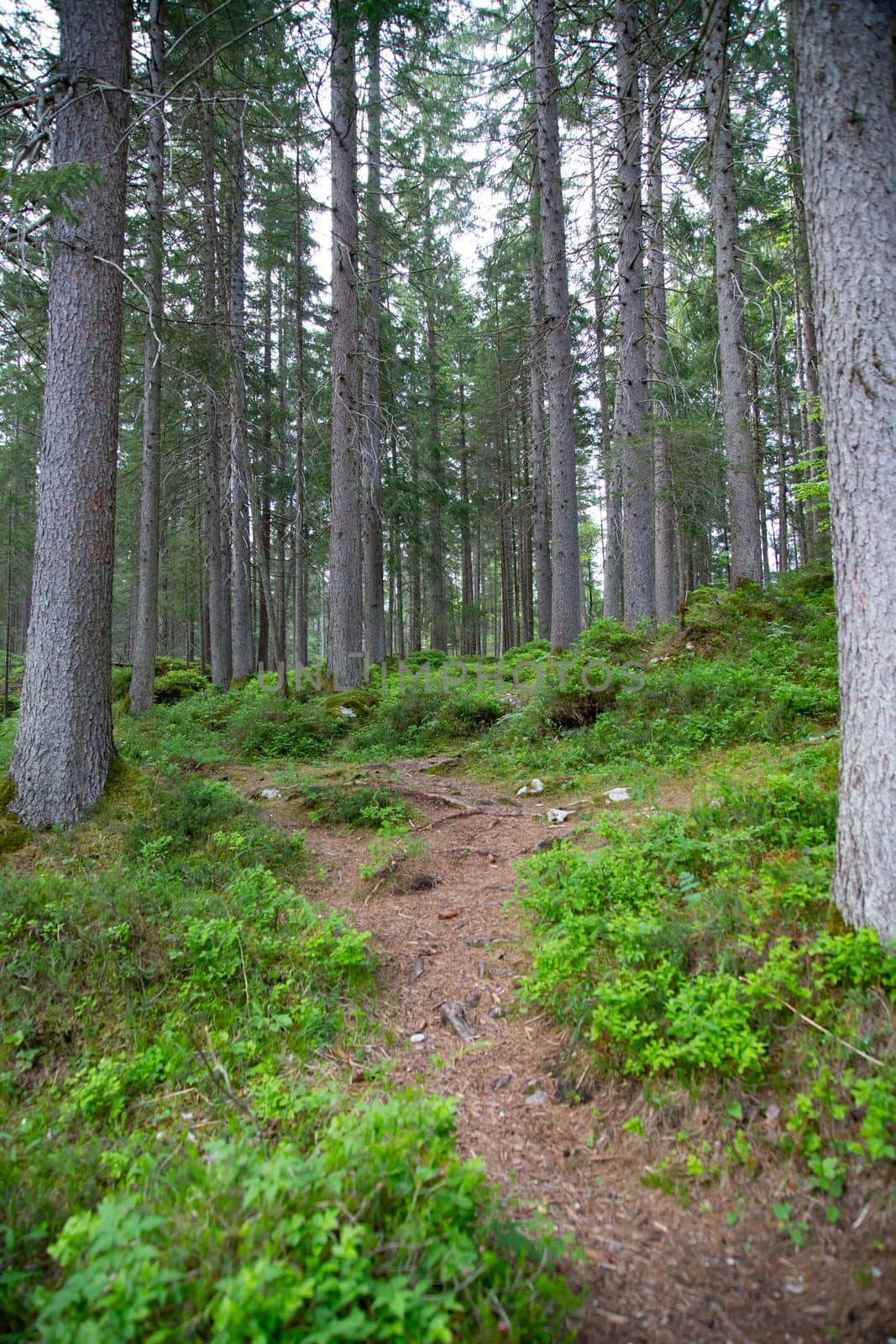 Green forest in the spring