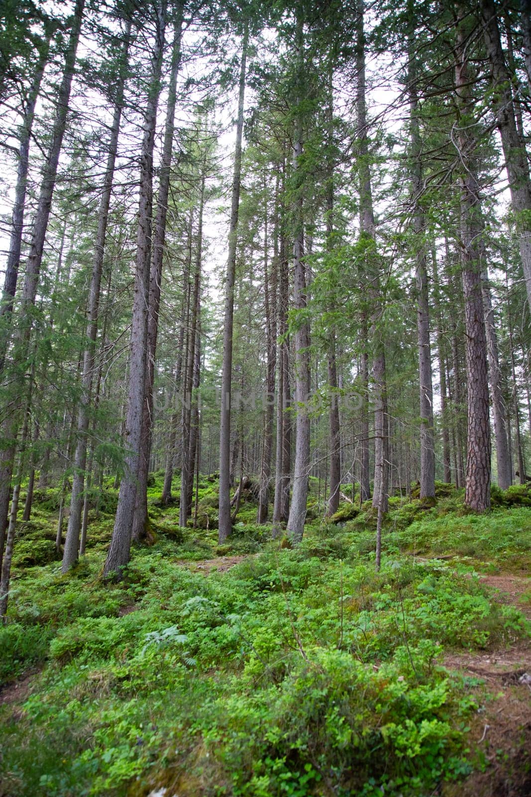 Green forest in the spring