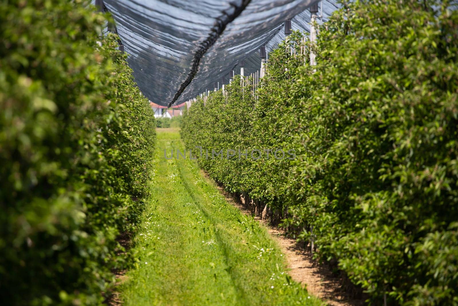 Modern apple orchard with protective nets against hail in spring