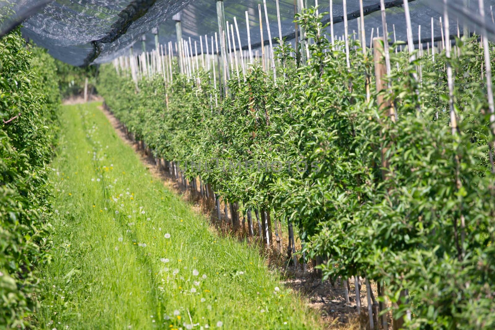 Modern apple orchard with protective nets against hail in spring