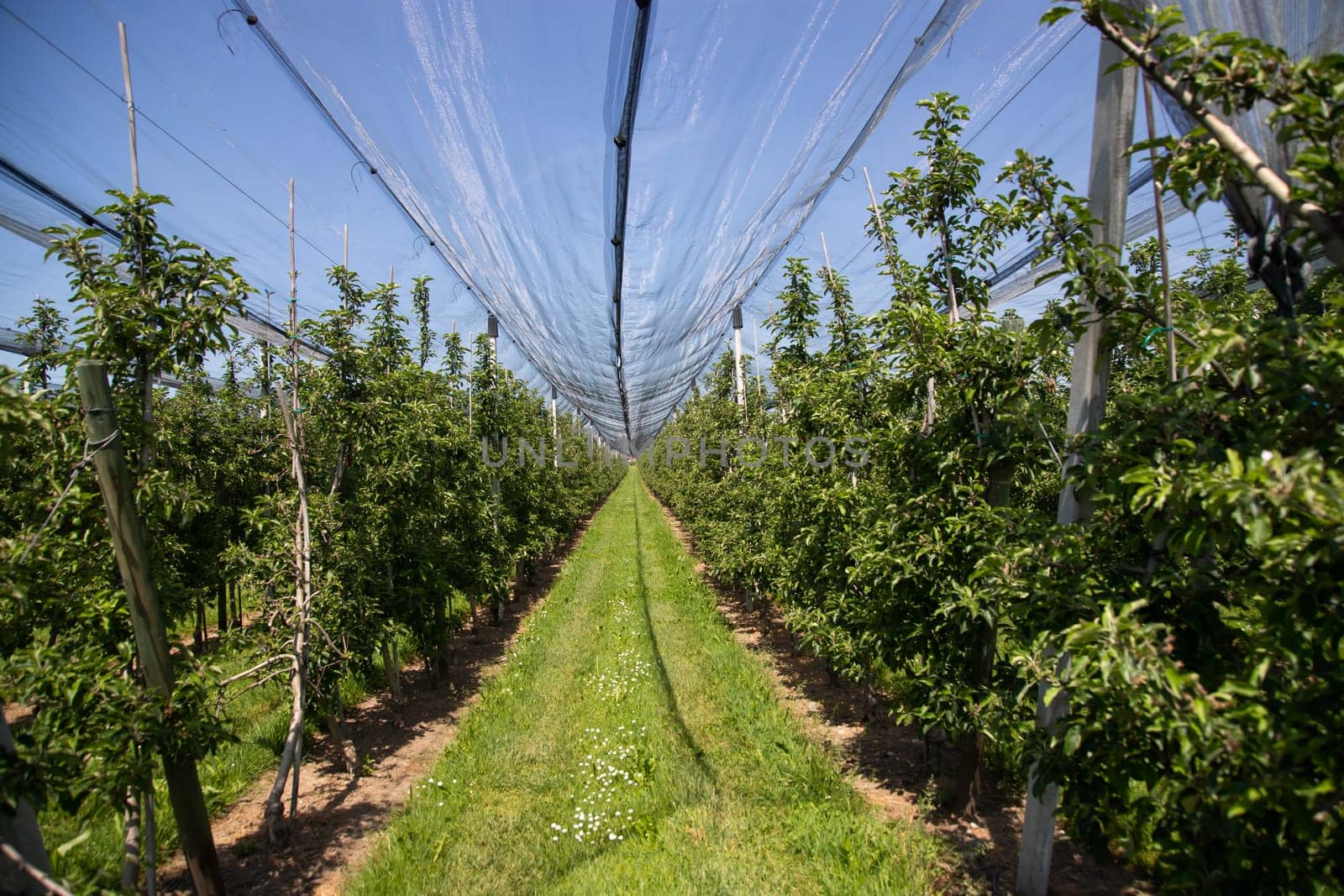 Modern apple orchard with protective nets against hail in spring