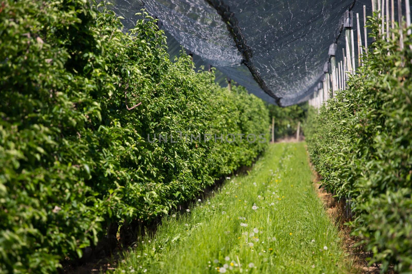 Modern apple orchard with protective nets against hail in spring
