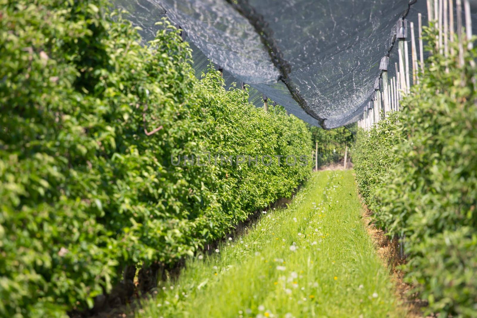 Modern apple orchard with protective nets against hail in spring