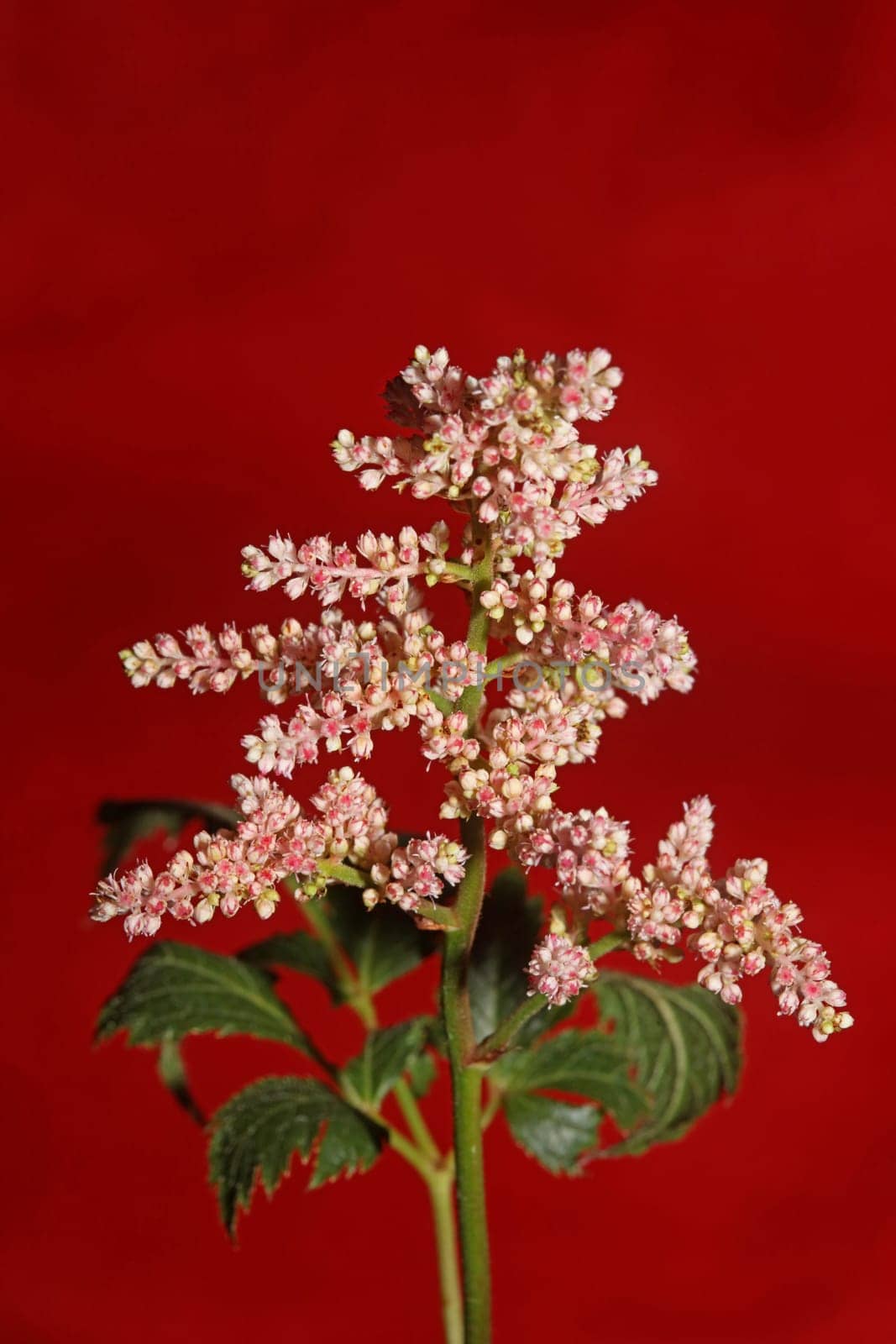 White flower blossoming close up botanical background high quality big size prints astilbe japonica family saxifragaceae wall poster