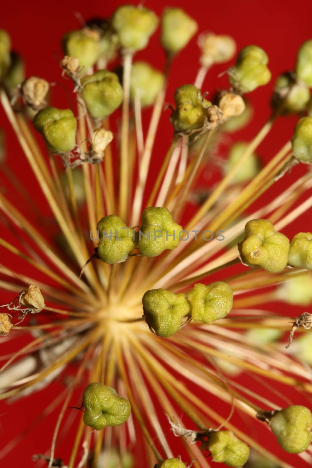 Flower blossom close up botanical background allium nigrum family amaryllidaceae high quality big size print