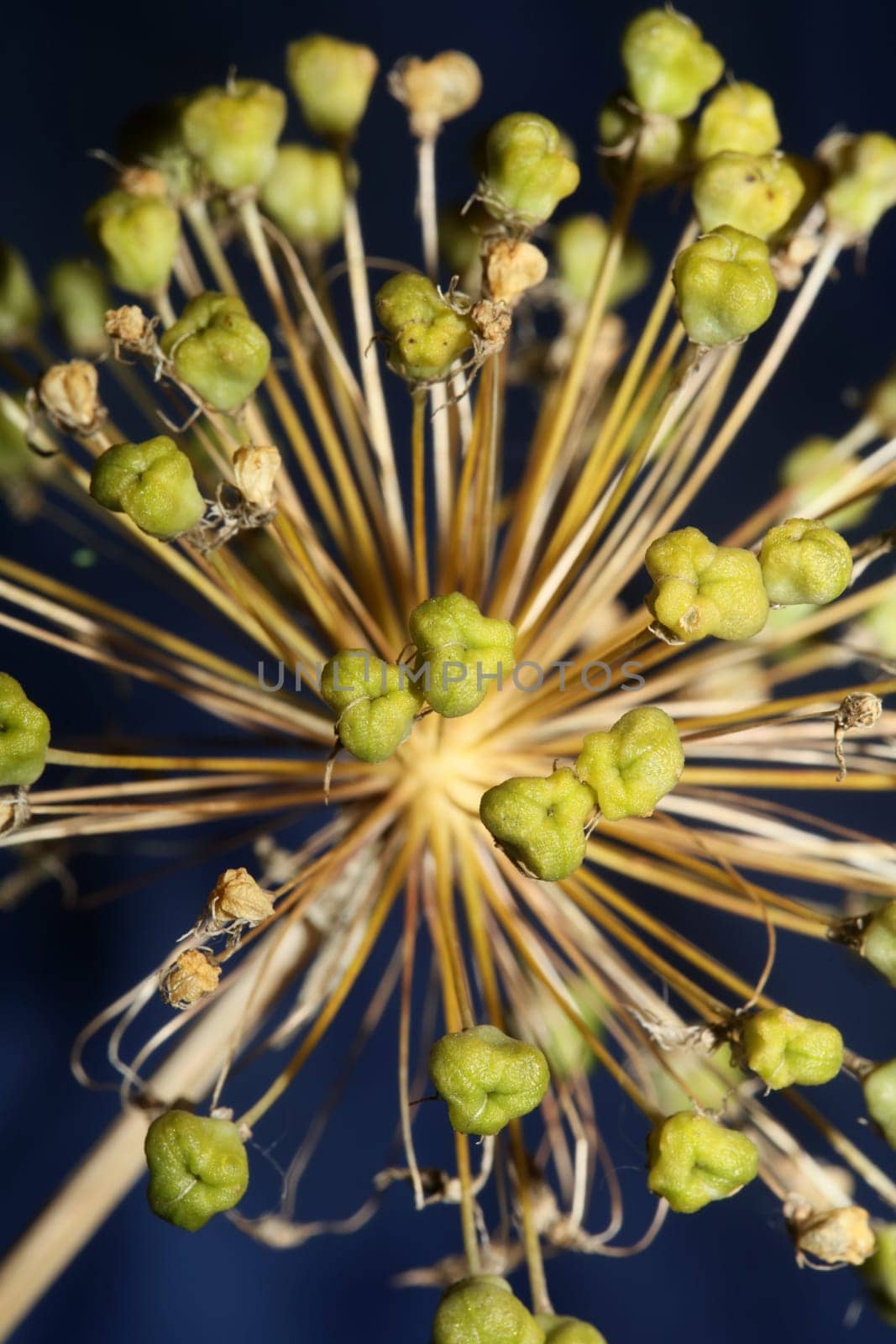 Flower blossom close up botanical background allium nigrum family amaryllidaceae high quality big size print