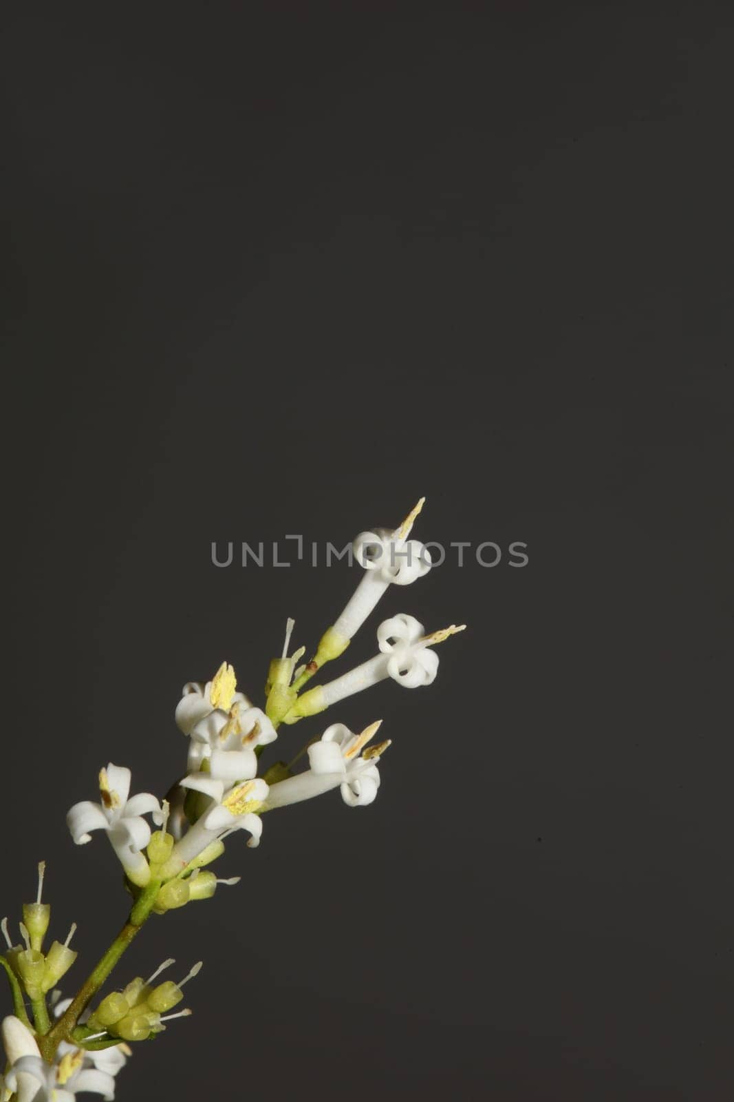 White flower blossom close up botanical modern background ligustrum vulgare family oleaceae big size high quality prints wall poster