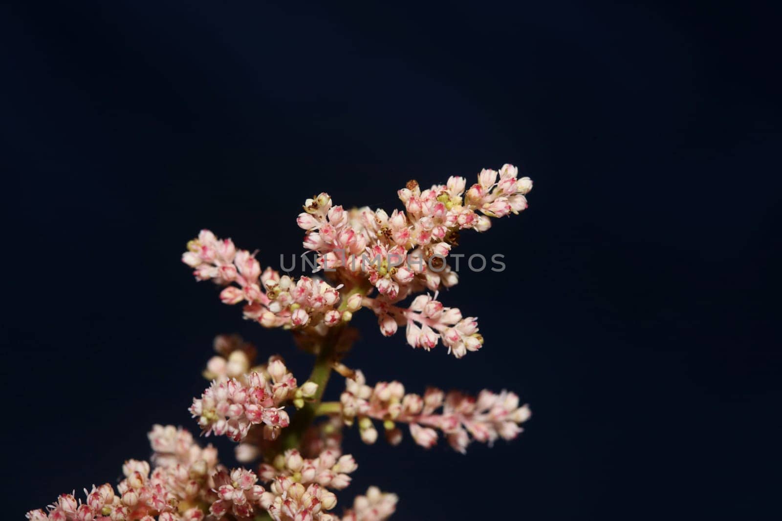 White flower blossoming close up botanical background high quality big size prints astilbe japonica family saxifragaceae wall poster
