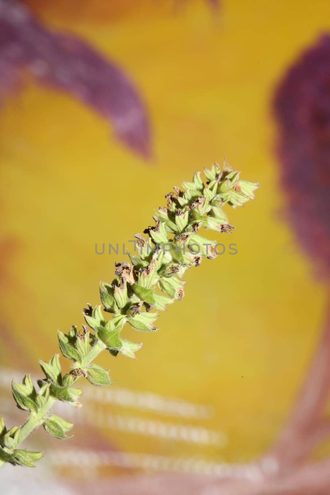 Aromatic flower blossom close up botanical background high quality big size prints salvia pratensis family lamiaceae wall posters