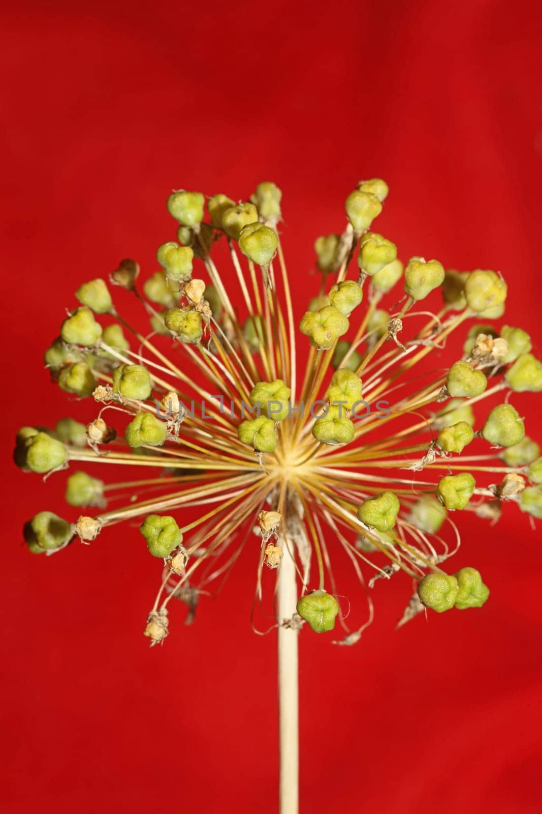 Flower blossom close up botanical background allium nigrum family amaryllidaceae high quality big size print