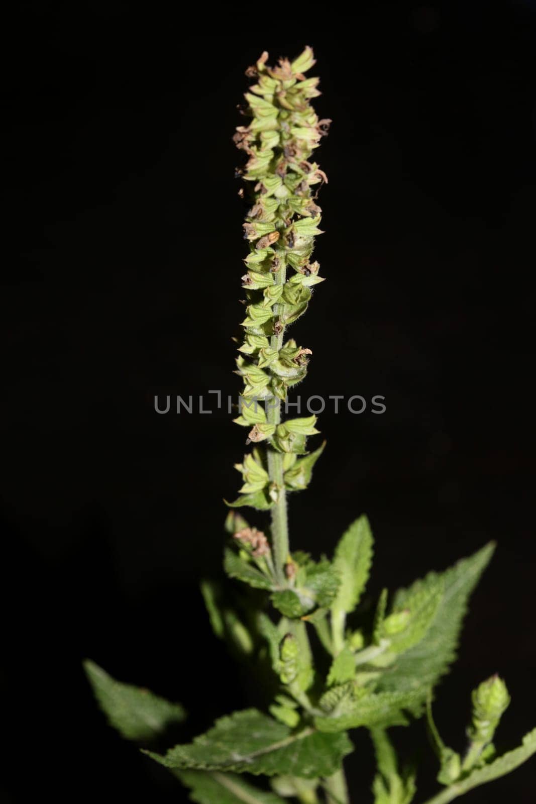 Aromatic flower blossom close up botanical background high quality big size prints salvia pratensis family lamiaceae wall posters