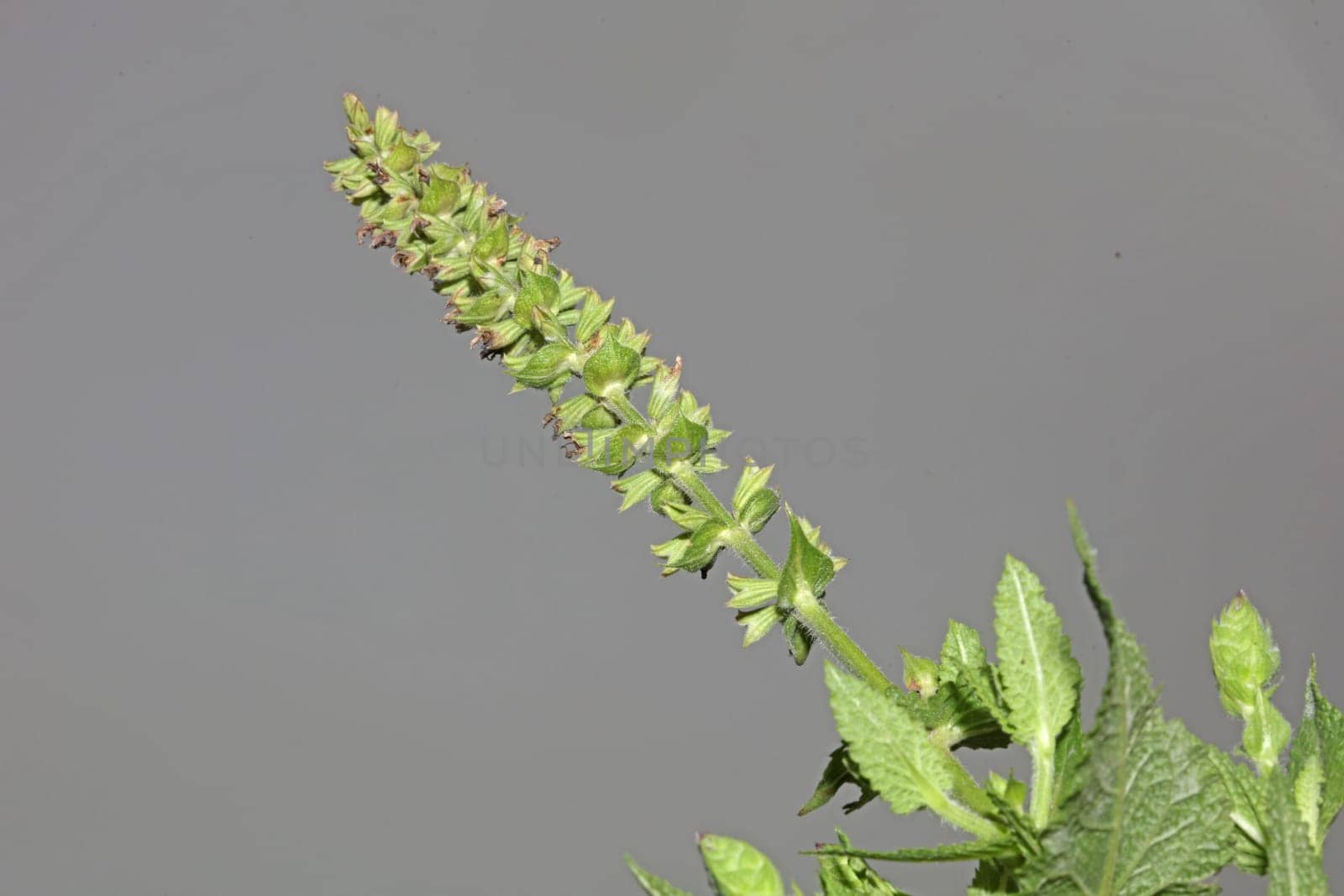 Aromatic flower blossom close up botanical background high quality big size prints salvia pratensis family lamiaceae wall posters