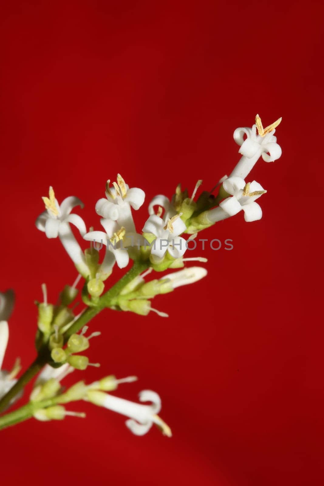 White flower blossom close up botanical modern background ligustrum vulgare family oleaceae big size high quality prints wall poster