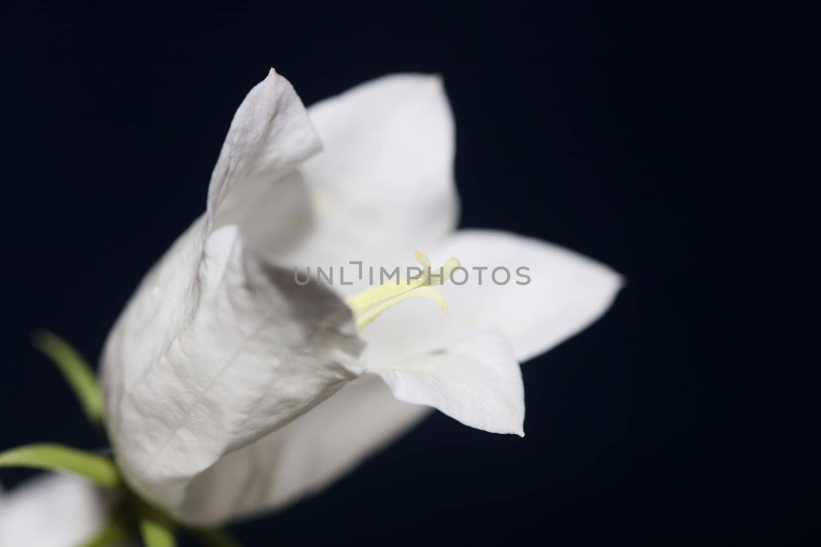 White flower blossoming close up Campanula persicifolia family campanulaceae high quality big size print shop wall posters home decor natural plant