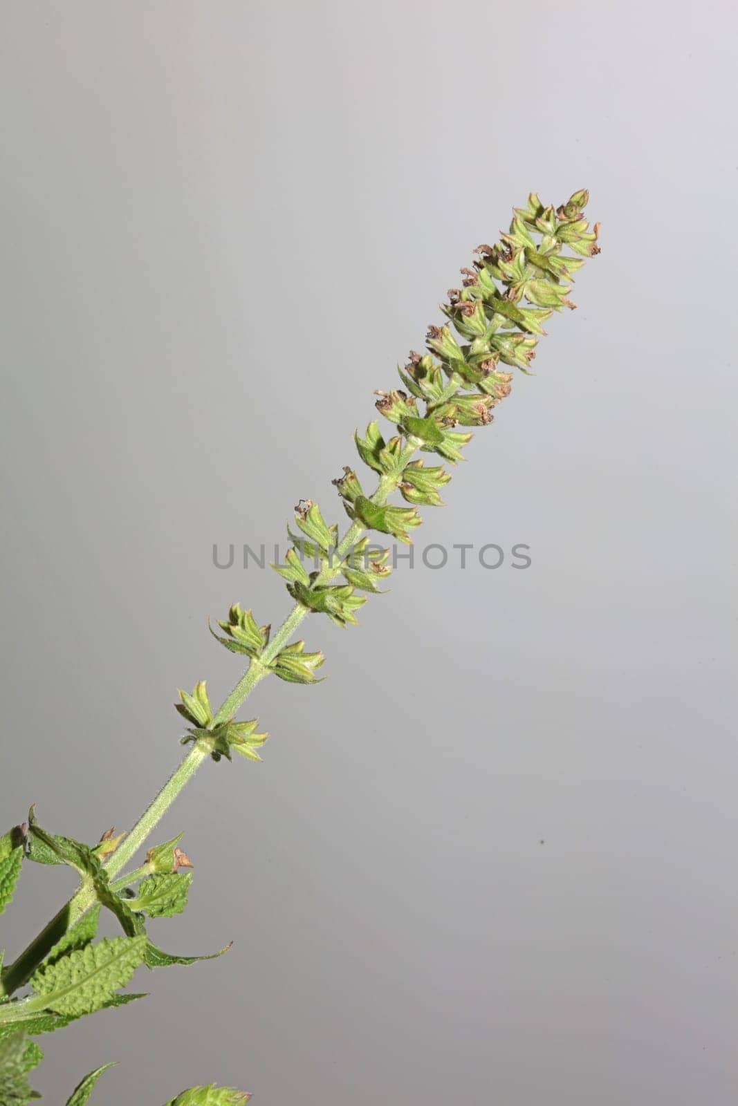 Aromatic flower blossom close up botanical background high quality big size prints salvia pratensis family lamiaceae wall posters