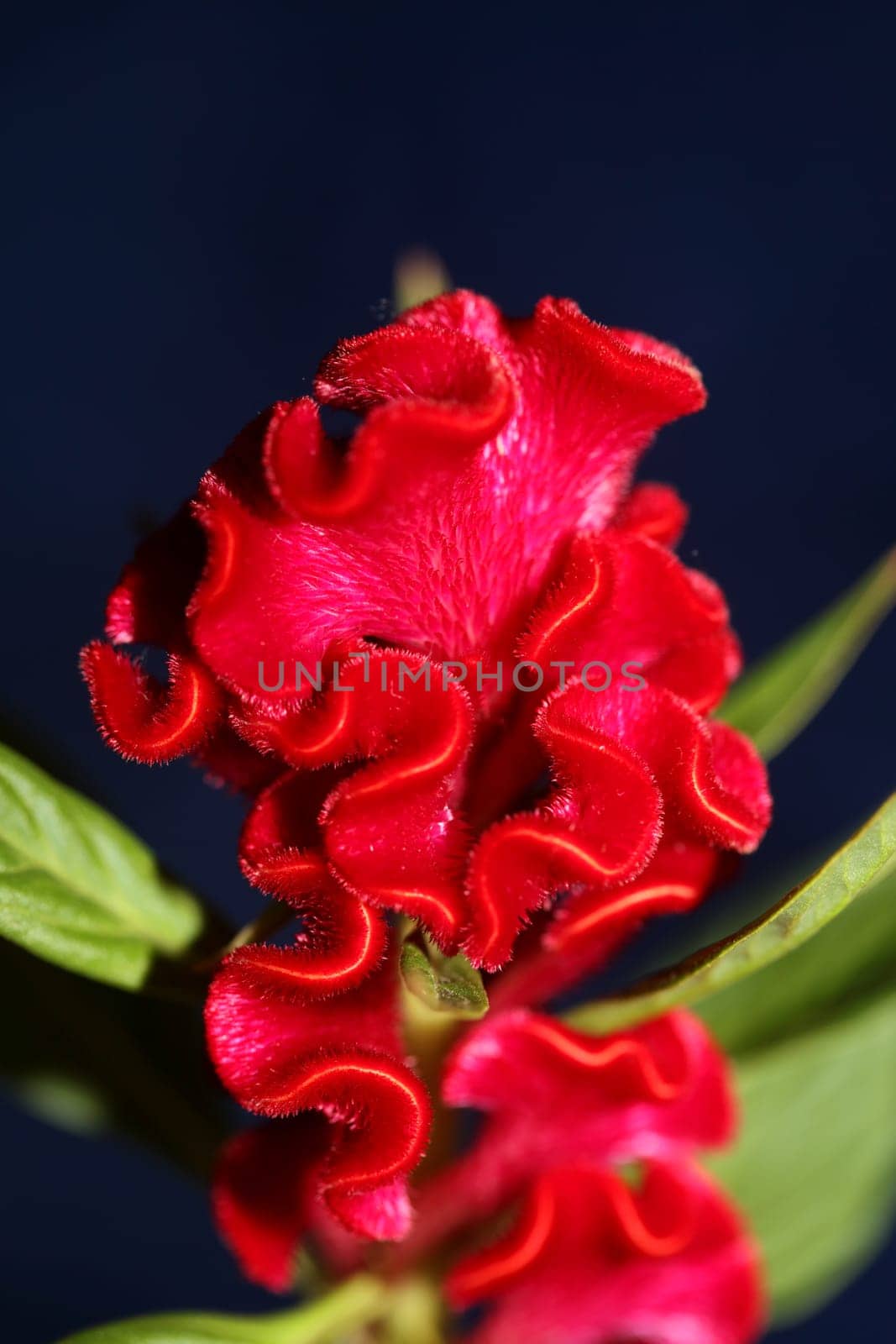 Red flower blossom close up celosia argentea family amaranthaceae botanical background high quality big size prints