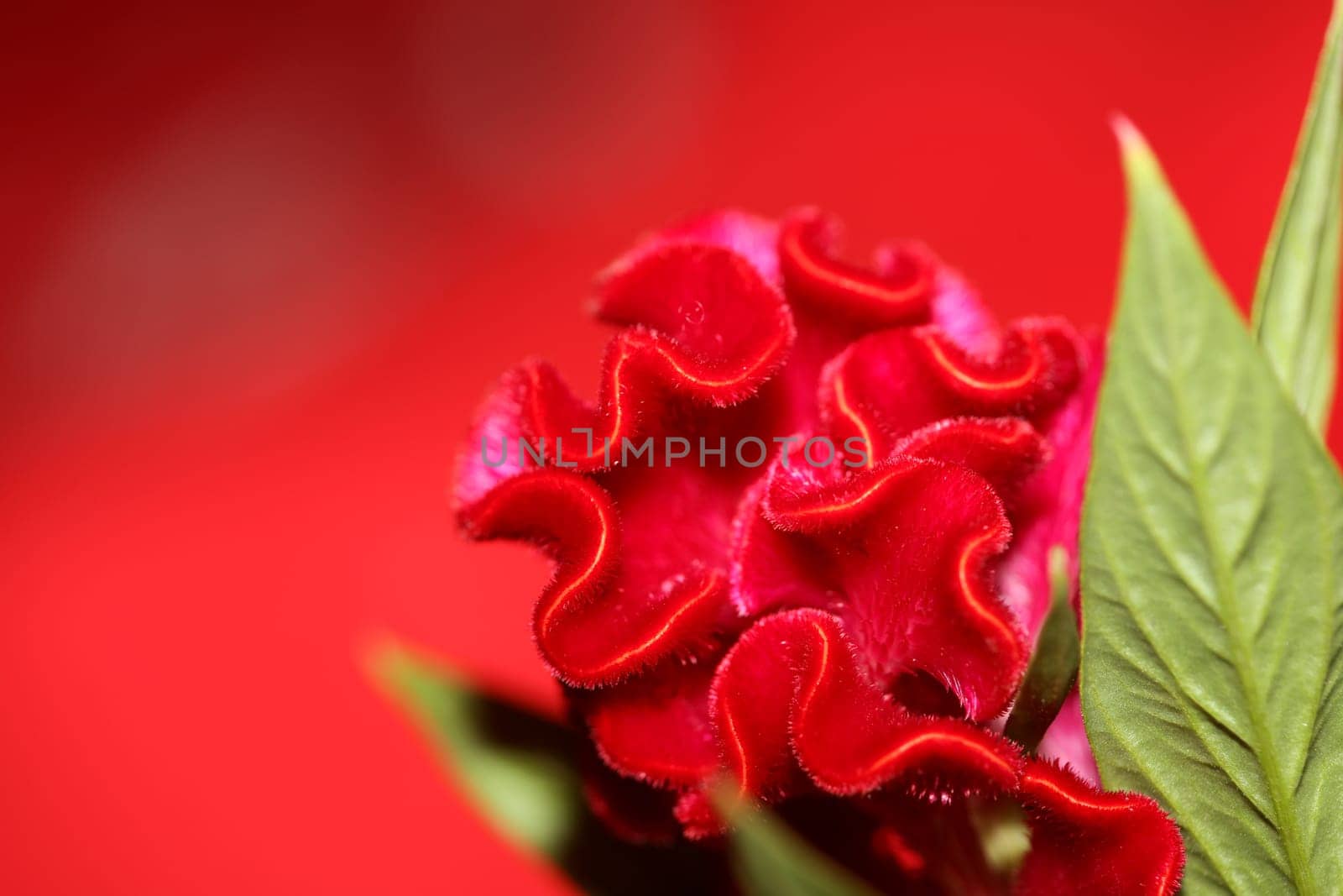 Red flower blossom close up celosia argentea family amaranthaceae botanical background high quality big size prints