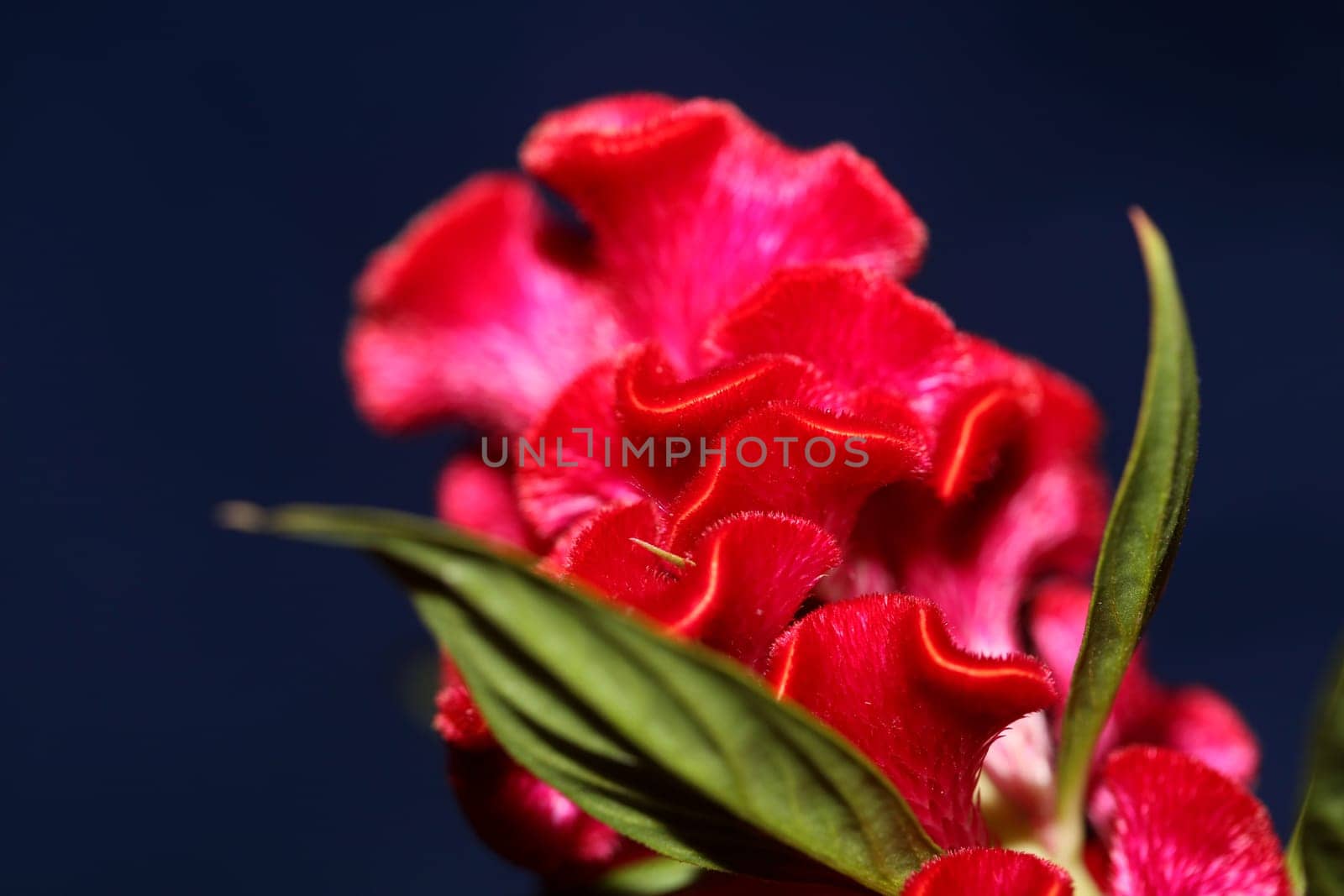 Red flower blossom close up celosia argentea family amaranthaceae botanical background high quality big size prints