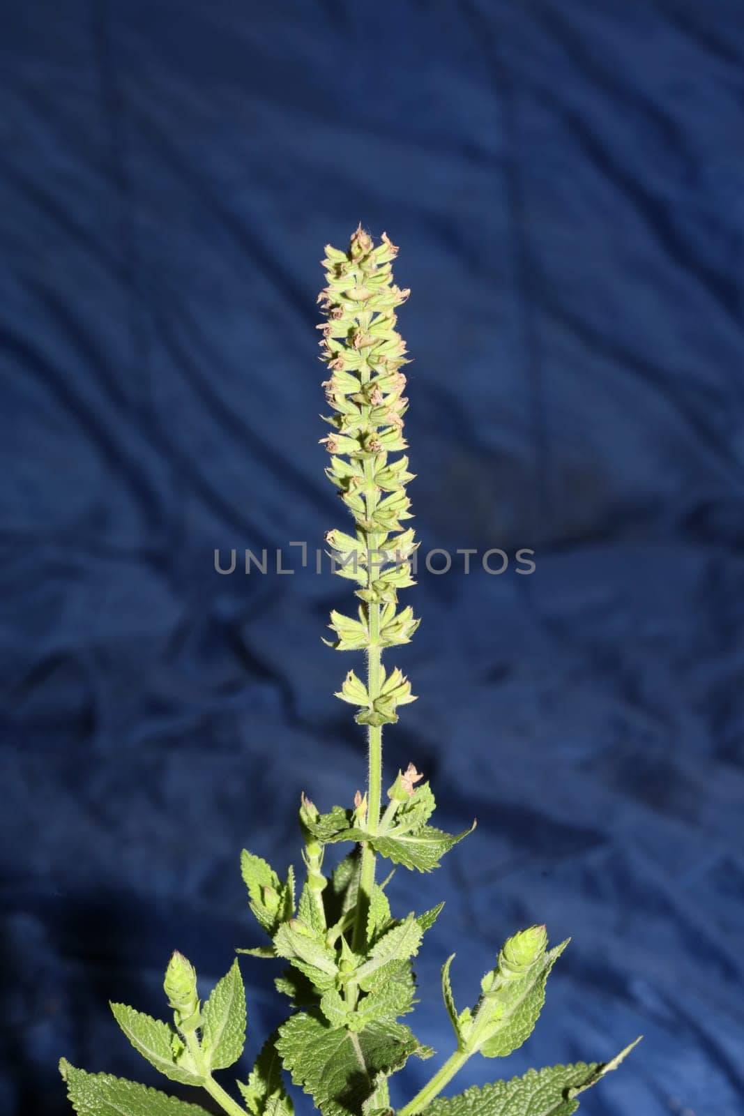 Aromatic flower blossom close up botanical background high quality big size prints salvia pratensis family lamiaceae wall posters