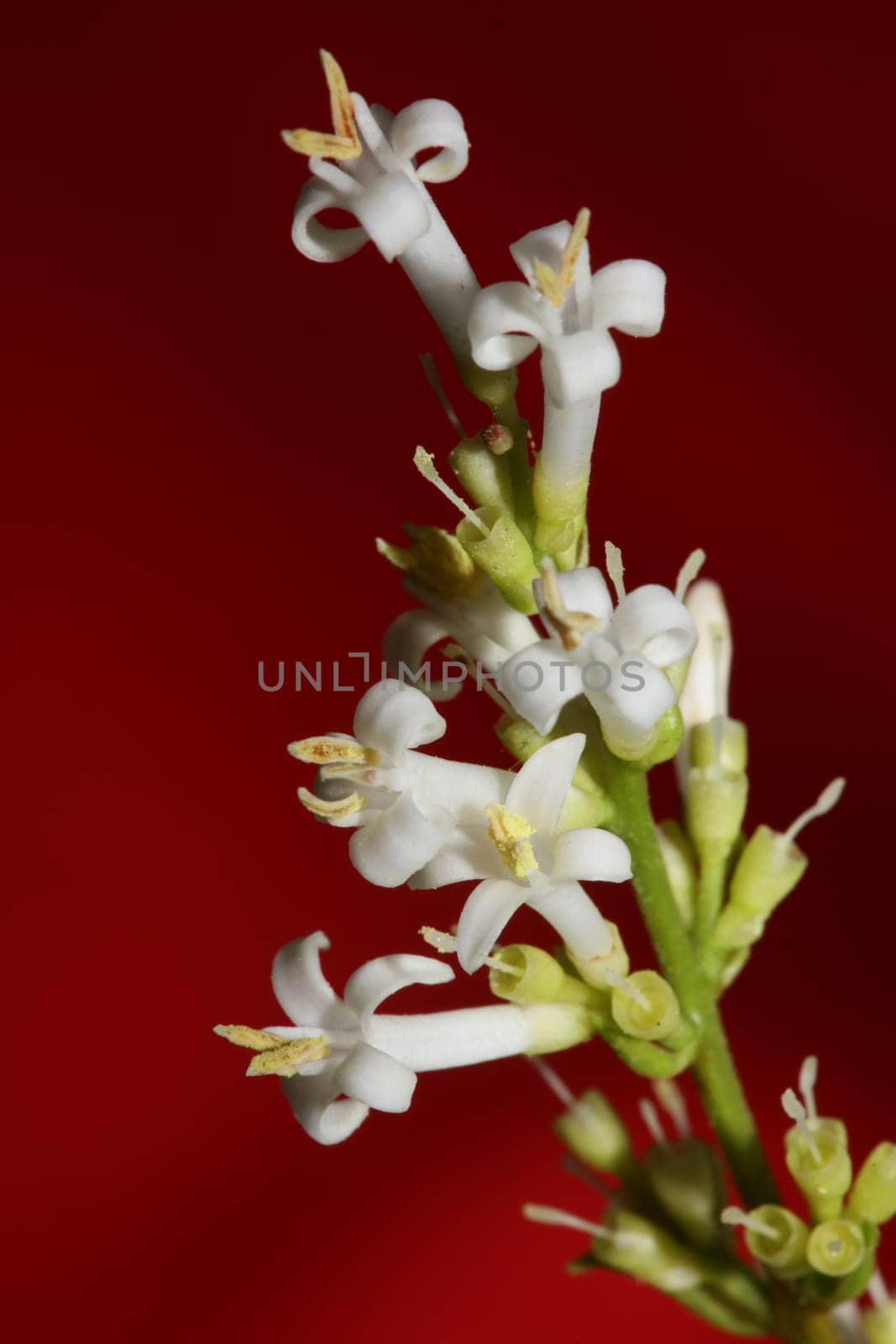 White flower blossom close up botanical modern background ligustrum vulgare family oleaceae big size high quality prints wall poster