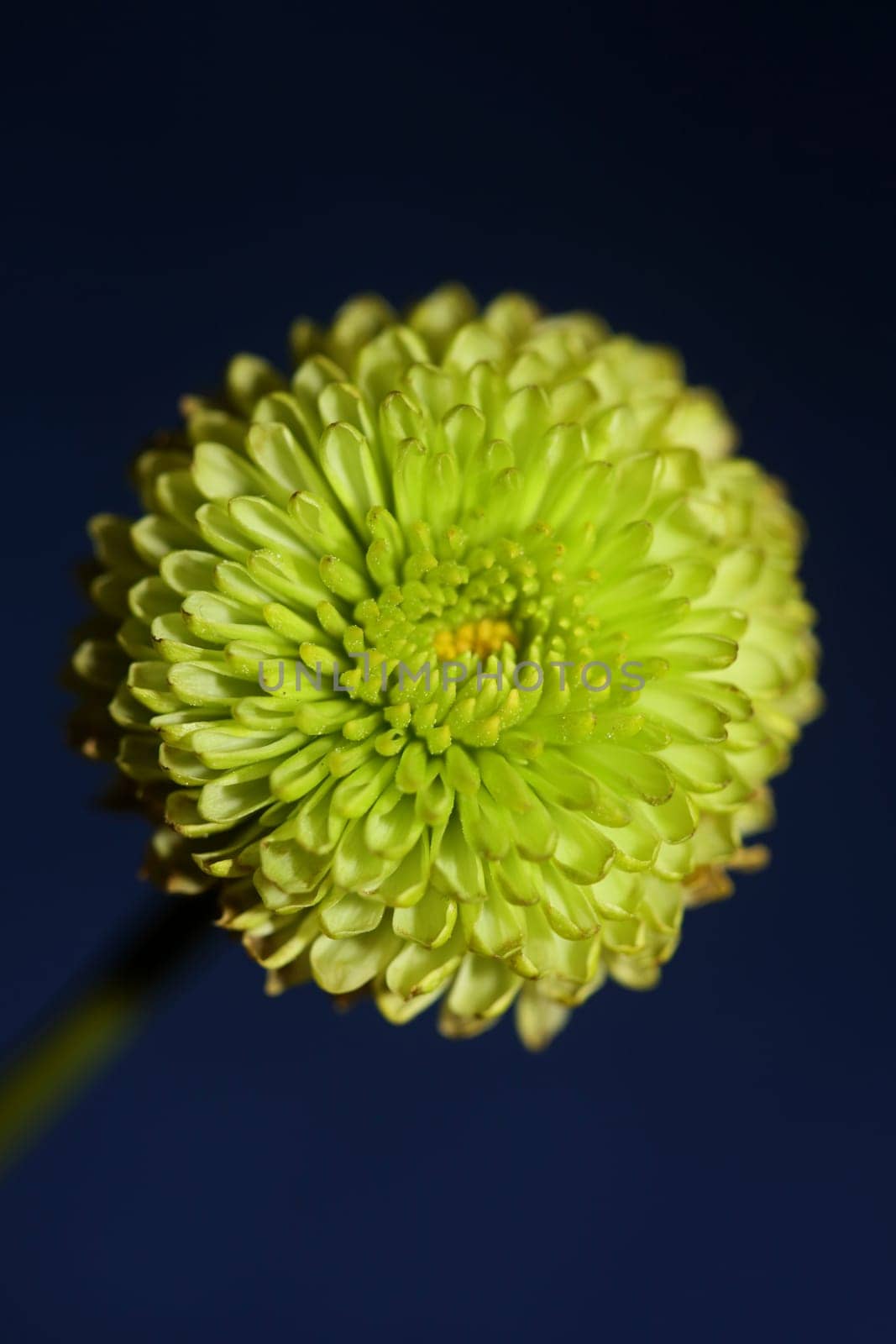 Green flower blossom close up Chrysanthemum indicum family Compositae botanical background high quality big size prints home decoration