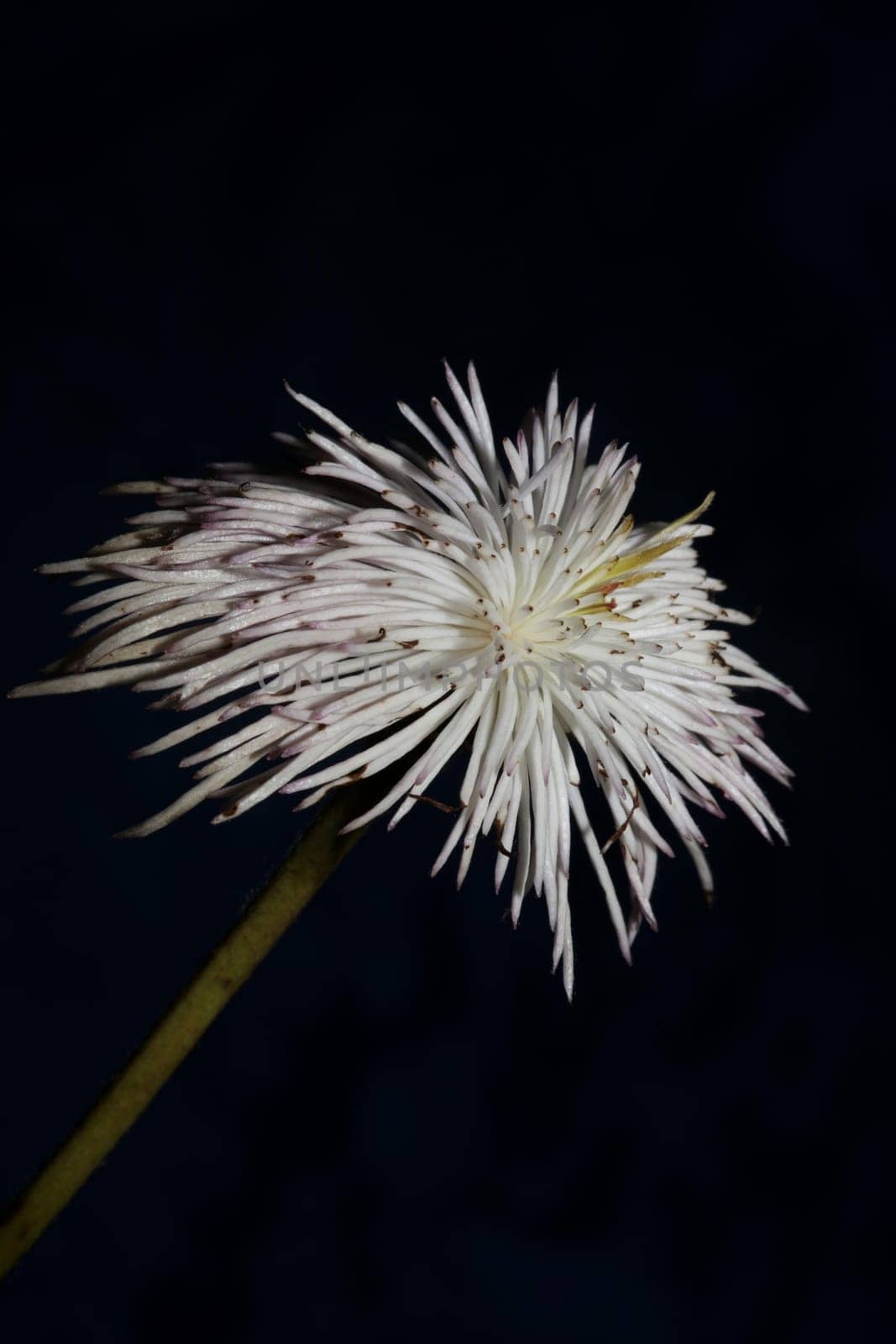 White flower blossoming close up botanical background clematis viticella family ranunculaceae big size high quality prints