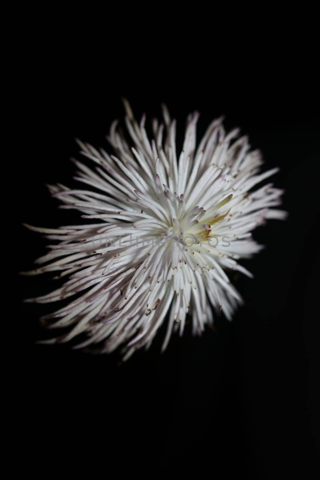 White flower blossoming close up botanical background clematis viticella family ranunculaceae big size high quality prints