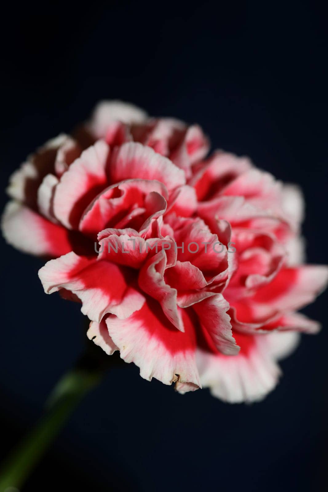 Red flower blossoms close up dianthus caryophyllus family caryophyllaceae botanical background modern high quality big size prints