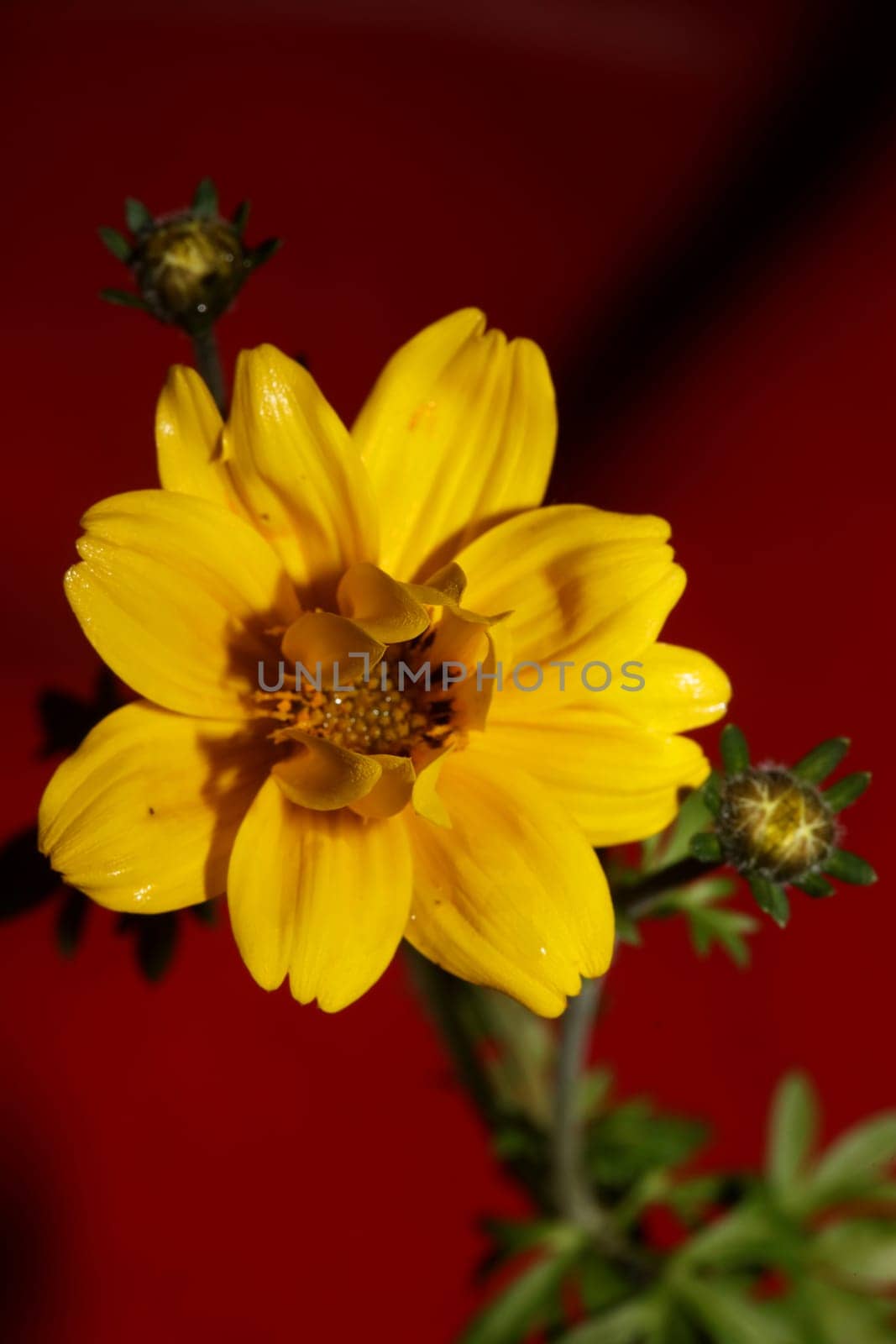 Yellow flower blossoming cosmos caudatus family compositae close up botanical background high quality big size print home decor agricultural shoots