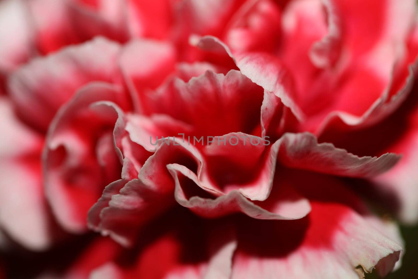Red flower blossoms close up dianthus caryophyllus family caryophyllaceae botanical background modern high quality big size prints