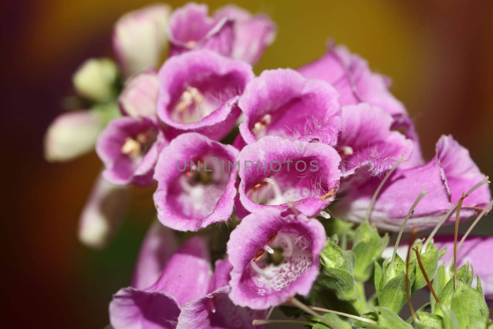 Wild purple flower blossom close up modern botanical background purpurea digitalis family plantaginaceae high quality big size prints