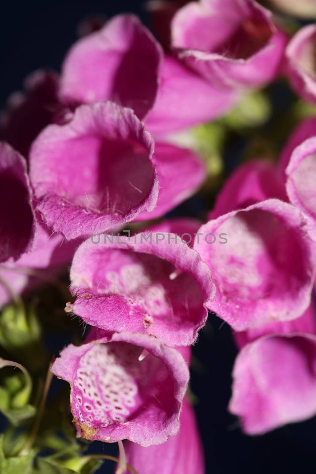Wild purple flower blossom close up modern botanical background purpurea digitalis family plantaginaceae high quality big size prints