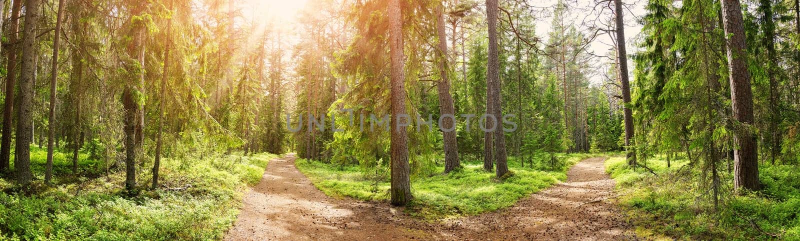 Crossroad in the wild trail in the sunny summer forest. Panoramic view of thewilderness natural park.