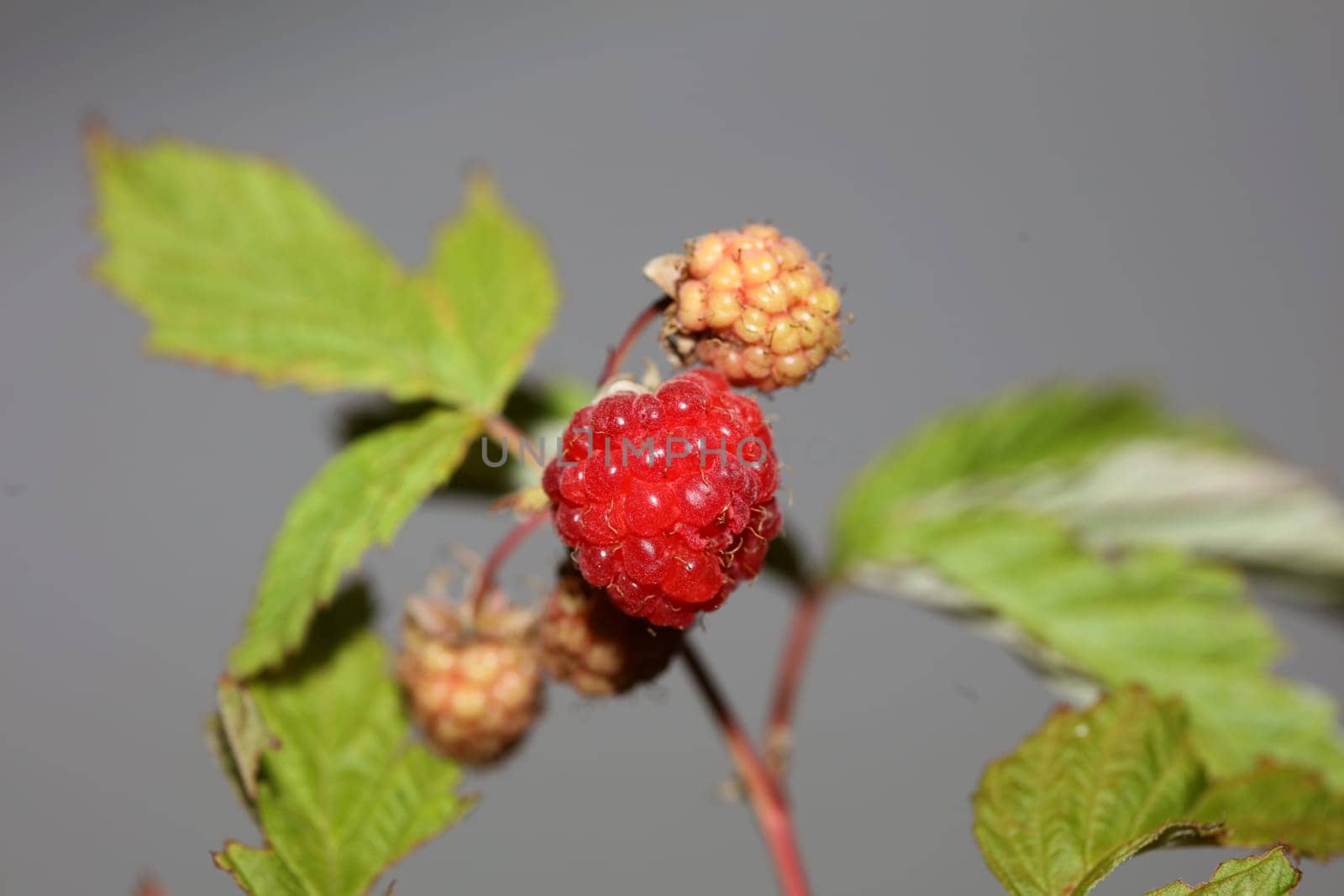 Wild red berry fruit close up modern botanical background rubus occidentalis family rosaceae high quality big size eating print