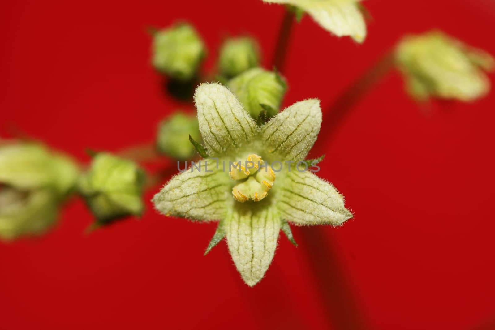 Yellow star flower blossoming close up botanical background Bryonia alba family cucurbitaceae big size high quality print