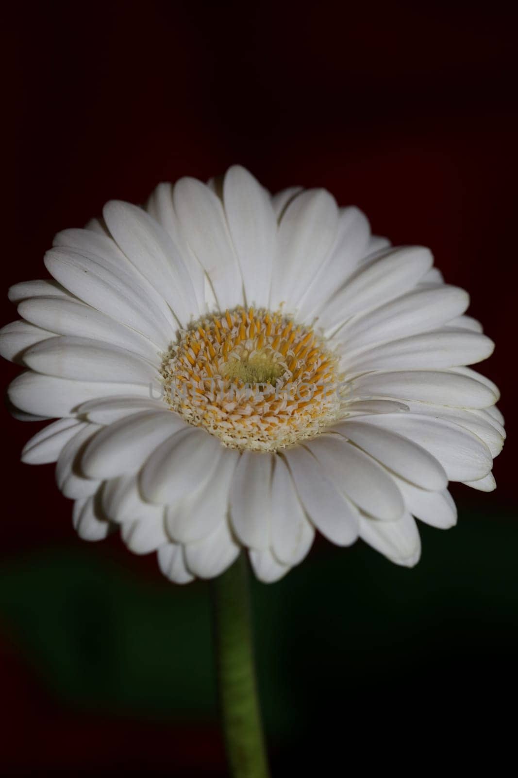 White flower blossom close up botanical background Gerbera jamesonii family Compositae big size high quality prints
