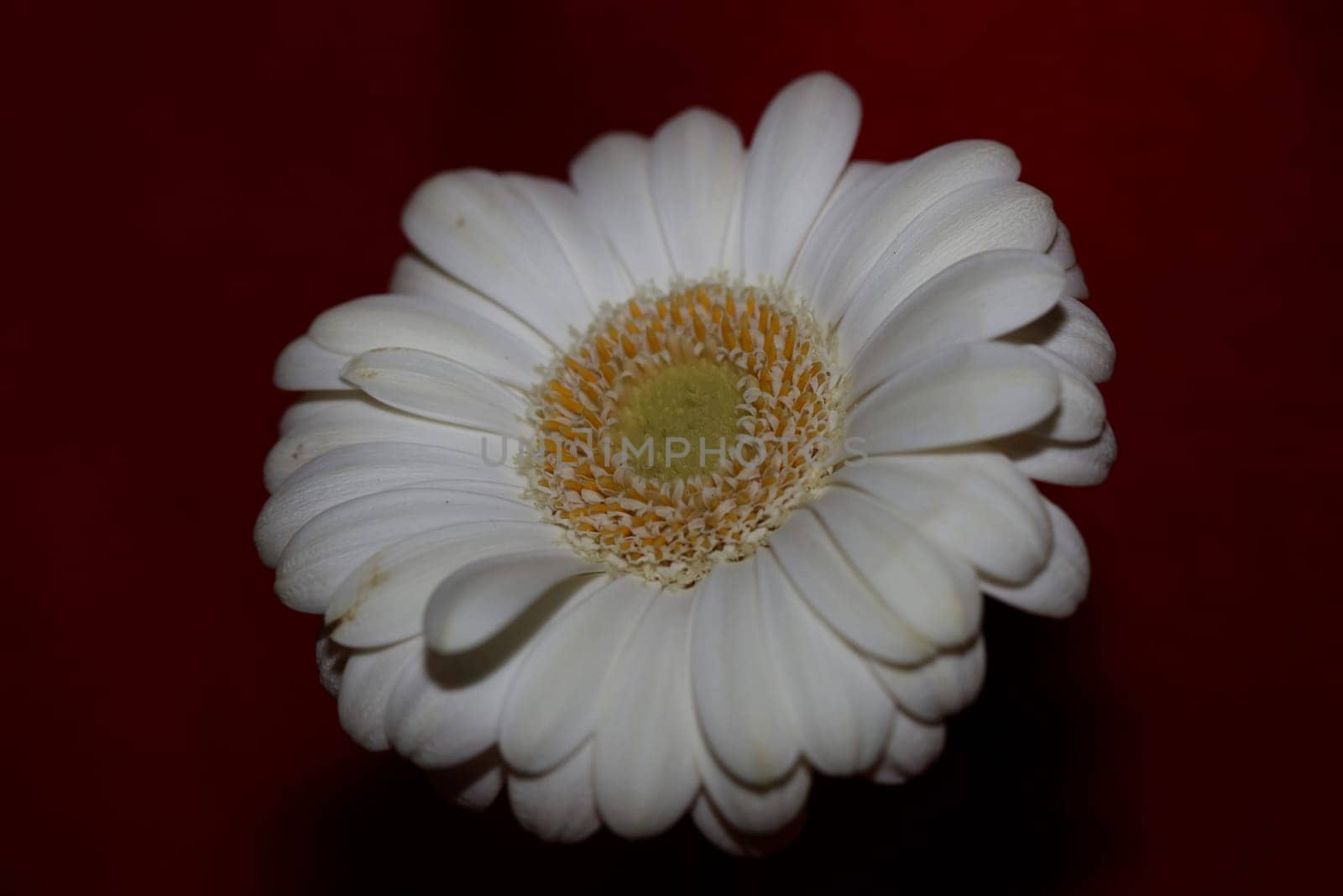 White flower blossom close up botanical background Gerbera jamesonii family Compositae big size high quality prints