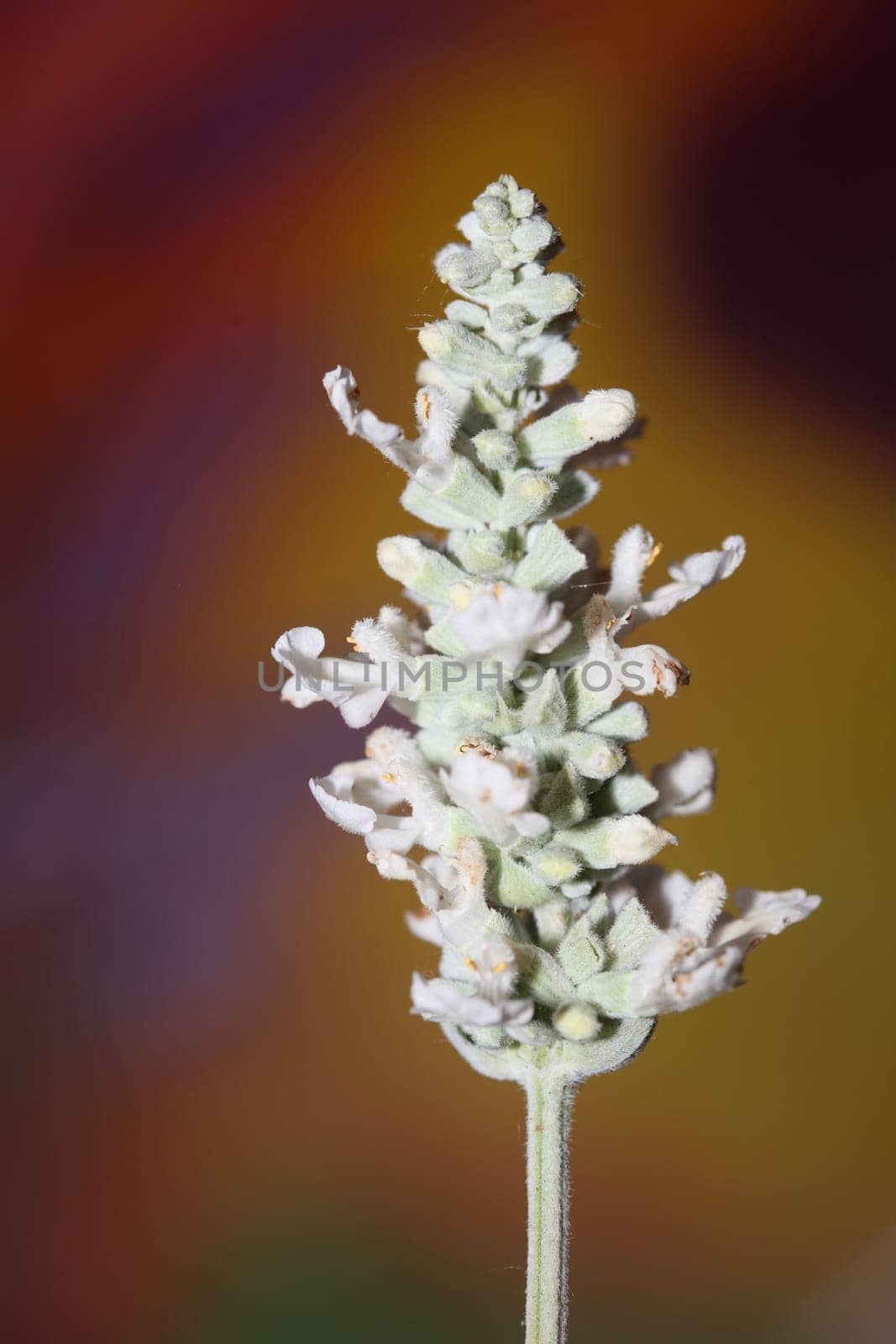 White flower blossoms salvia divinorum family lamiaceae close up botanical background high quality big size print home decor agricultural psychoactive nature