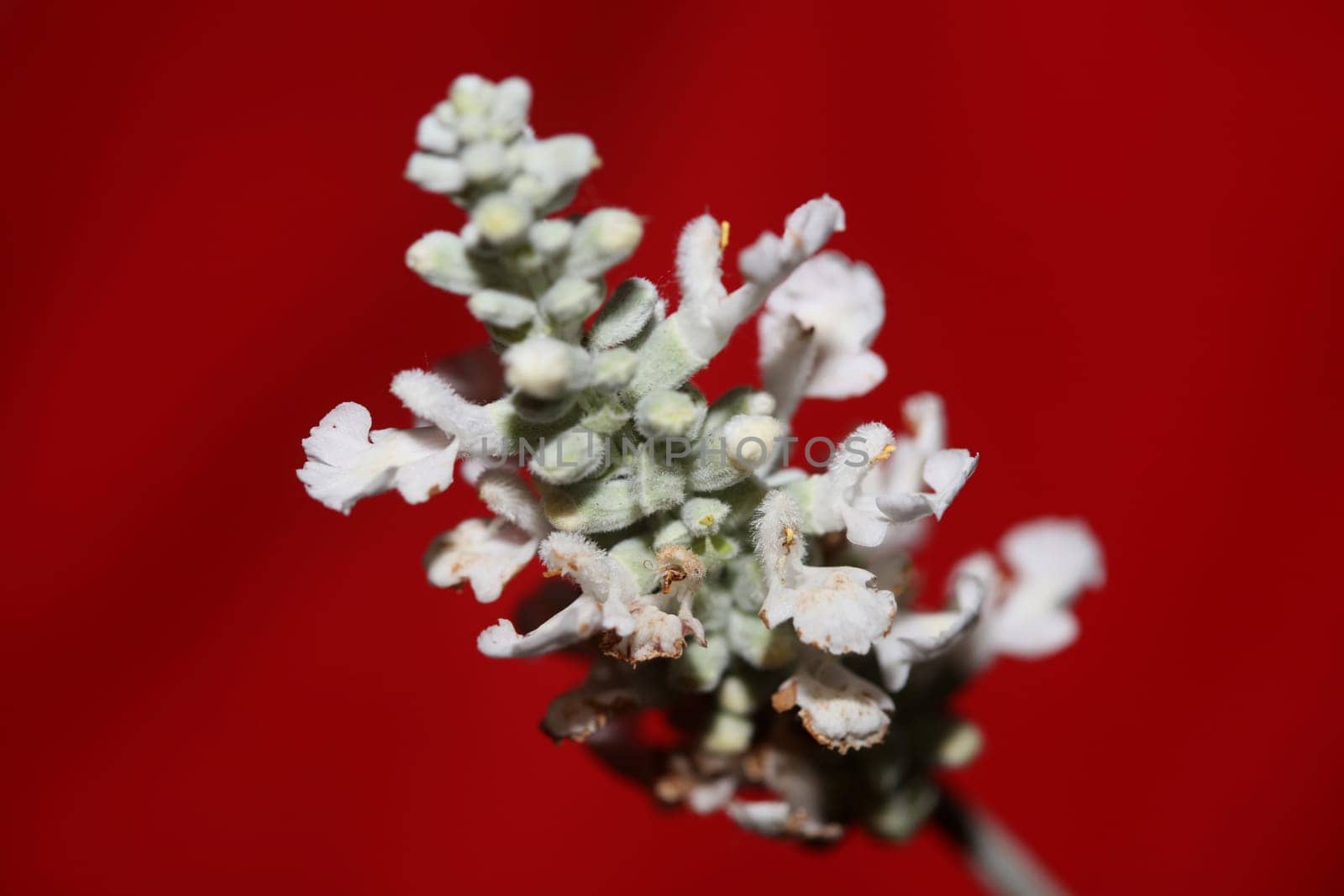 White flower blossoms salvia divinorum family lamiaceae close up botanical background high quality big size print home decor agricultural psychoactive nature