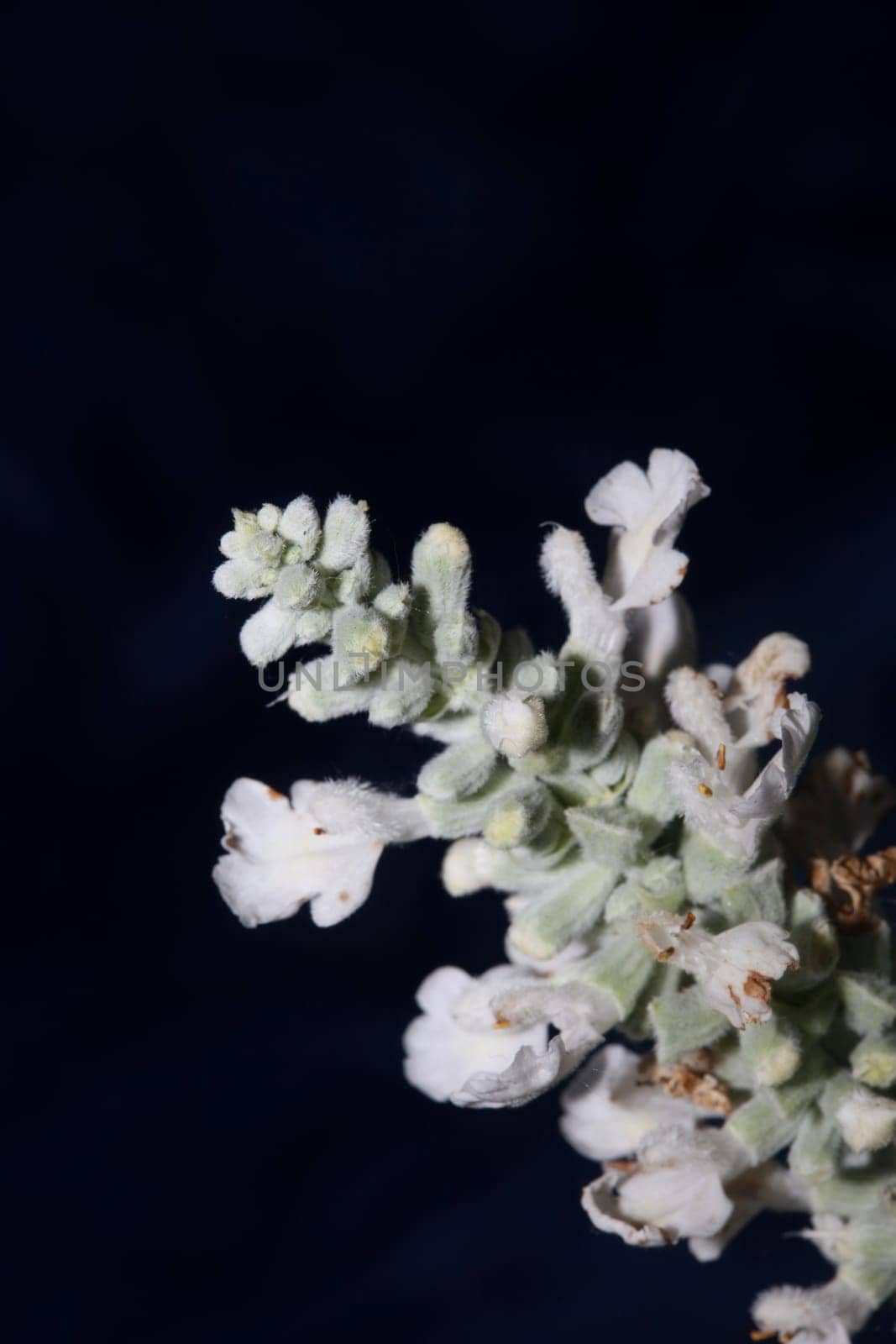 White flower blossoms salvia divinorum family lamiaceae close up botanical background high quality big size print home decor agricultural psychoactive nature