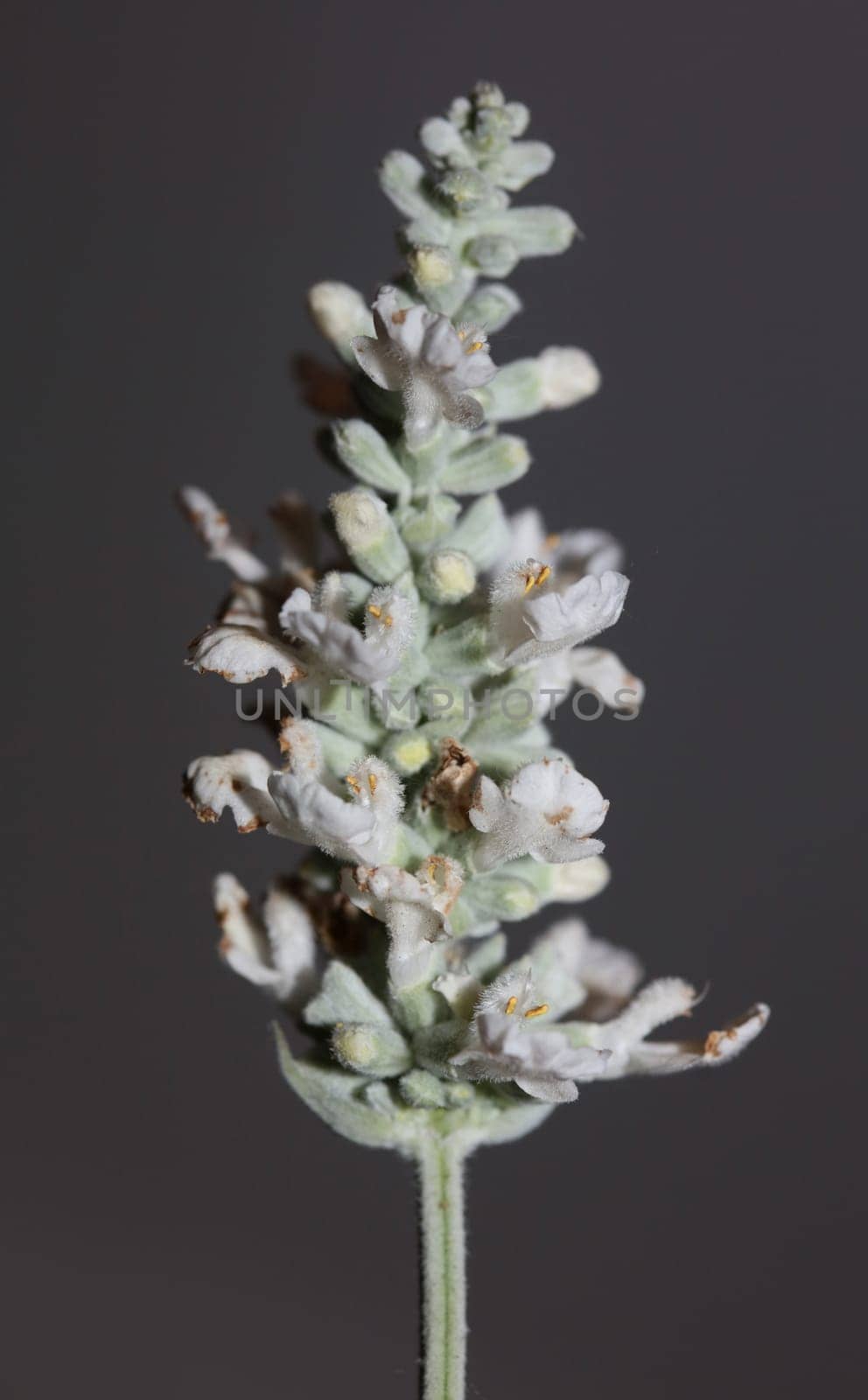 White flower blossoms salvia divinorum family lamiaceae close up botanical background high quality big size print home decor agricultural psychoactive nature