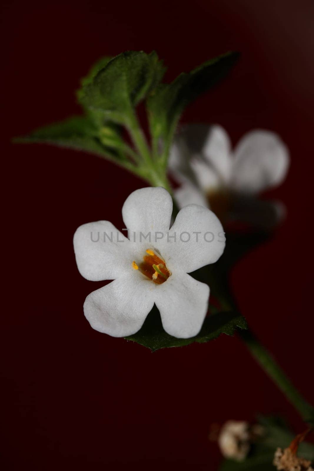Flower blossoms sutera grandiflora family scrophulariaceae close up botanical background high quality big size prints home decoration