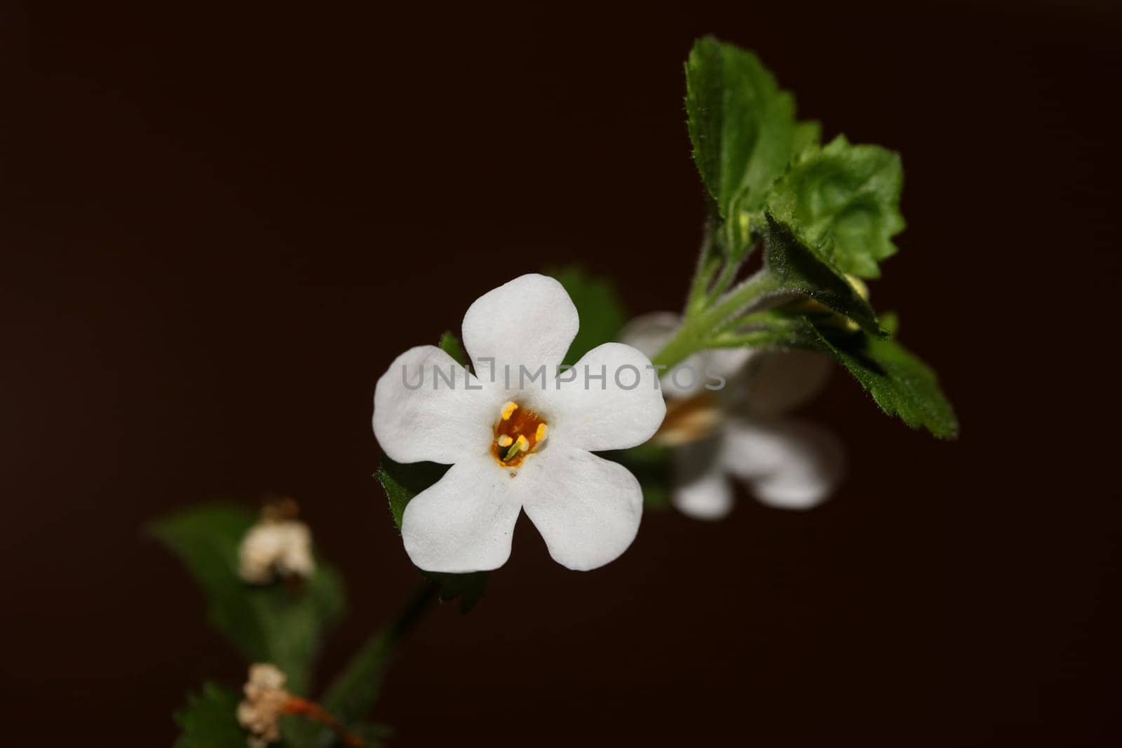 Flower blossoms sutera grandiflora family scrophulariaceae close up botanical background high quality big size prints home decoration