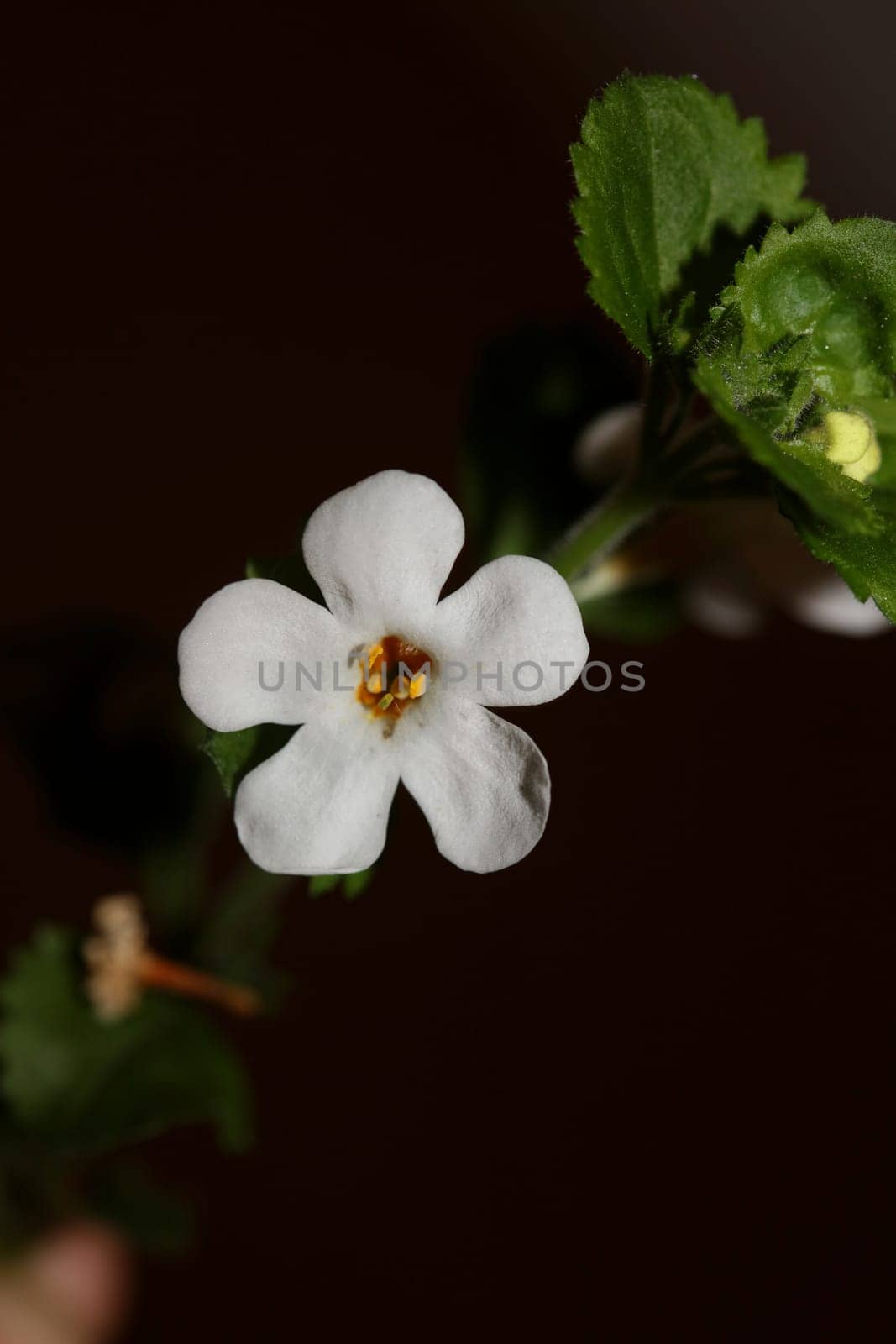 Flower blossoms sutera grandiflora family scrophulariaceae close up botanical background high quality big size prints home decoration